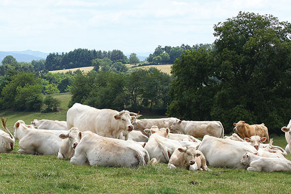 Charolais cattle for export