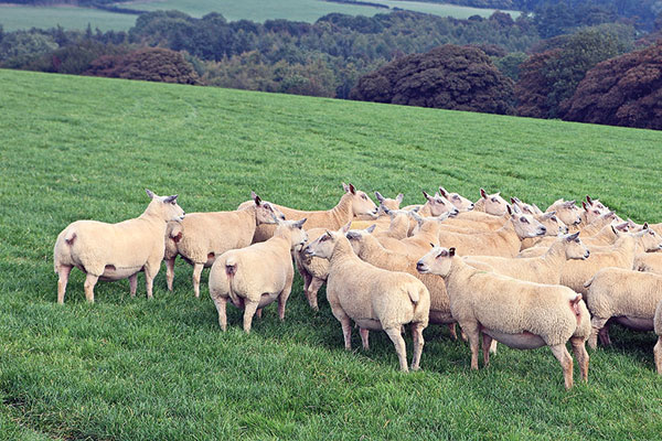 Charolais sheep for export