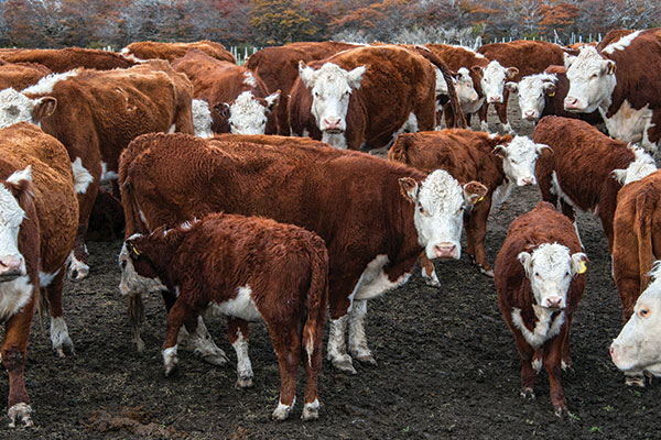 Hereford cattle for export