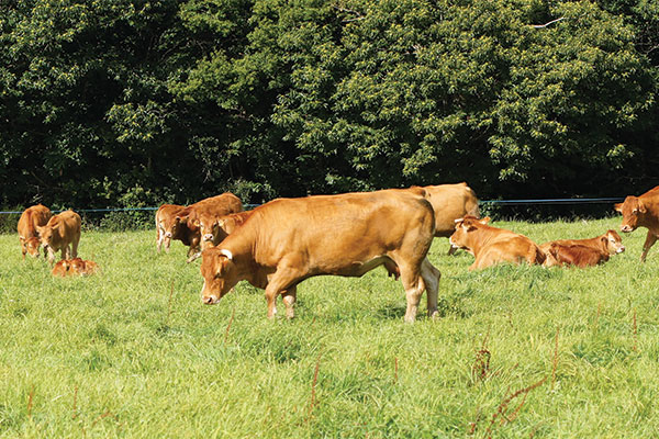 Limousin cattle for export
