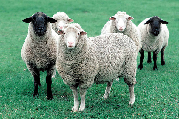 sheep and lamb for export