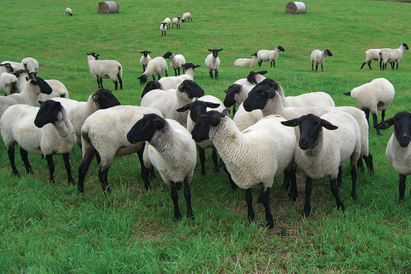 Suffolk sheep for export