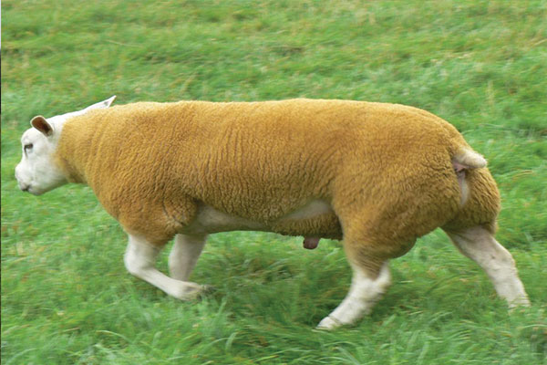 Texel sheep for export