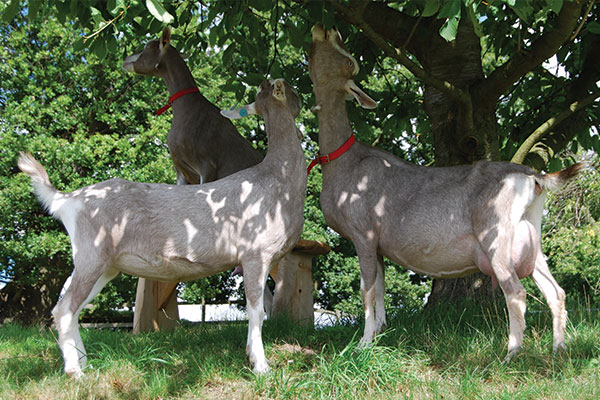 toggenburg goats for export