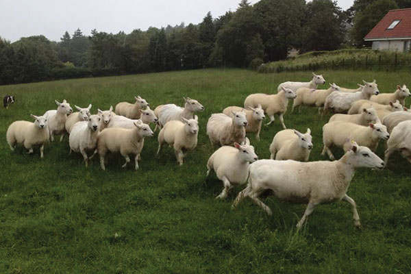 Vendeen sheep for export